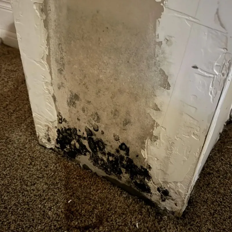 Professional Mold Removal in Everett, PA
